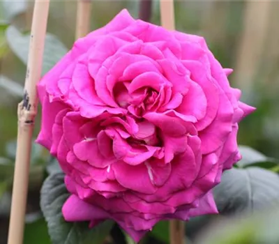 Edelrose 'Chartreuse de Parme'® Edelrose 'Chartreuse de Parme'®