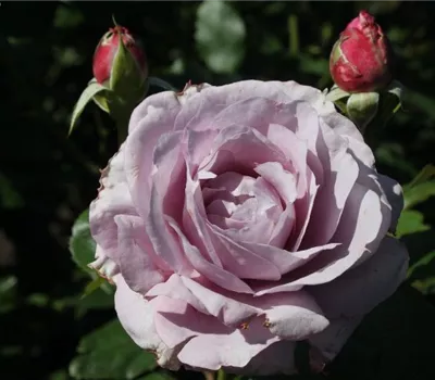 Beetrose 'Novalis'® Beetrose 'Novalis'®