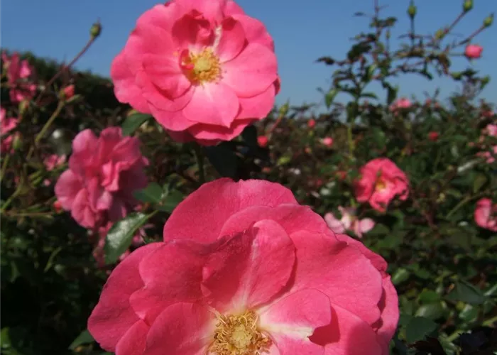 Bodendeckerrose 'Mirato'® Bodendeckerrose 'Mirato'®