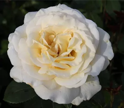Edelrose 'Anastasia'® Edelrose 'Anastasia'®
