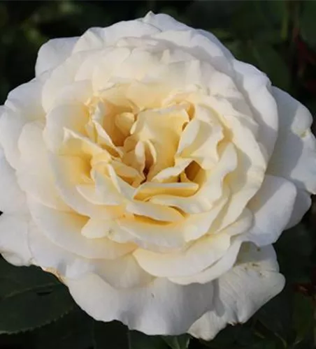 Edelrose 'Anastasia'® Edelrose 'Anastasia'®