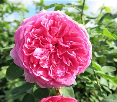 Beetrose 'Leonardo da Vinci'® Beetrose 'Leonardo da Vinci'®