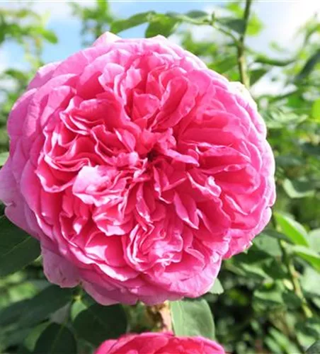 Beetrose 'Leonardo da Vinci'® Beetrose 'Leonardo da Vinci'®