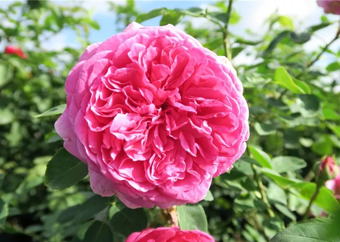 Beetrose 'Leonardo da Vinci'® Beetrose 'Leonardo da Vinci'®