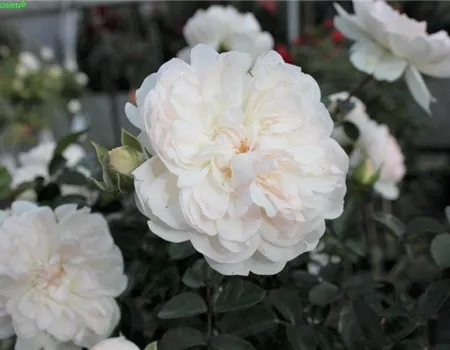 Bodendeckerrose 'Swany'®