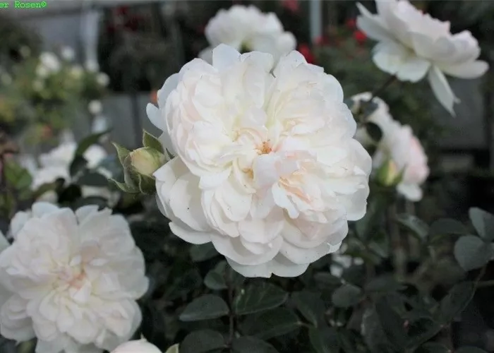 Bodendeckerrose 'Swany'® Bodendeckerrose 'Swany'®