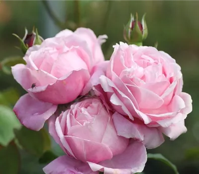 Beetrose 'Dieter Müller'® Beetrose 'Dieter Müller'®