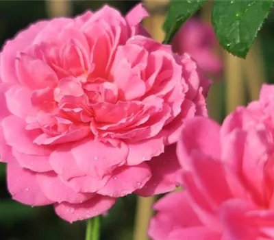 Edelrose 'Saint-Exupéry'® Edelrose 'Saint-Exupéry'®