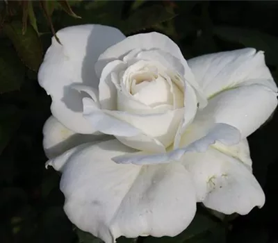 Edelrose 'Annapurna'® Edelrose 'Annapurna'®