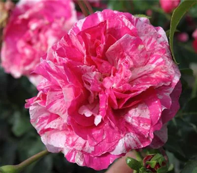 Kletterrose 'Colibri Farbfestival'® Kletterrose 'Colibri Farbfestival'®