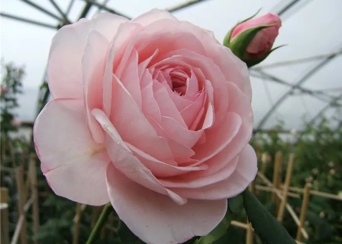 Kletterrose 'Nahéma'® Kletterrose 'Nahéma'®