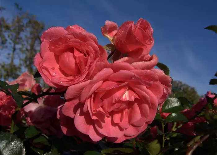 Bodendeckerrose 'Palmengarten Frankfurt'®