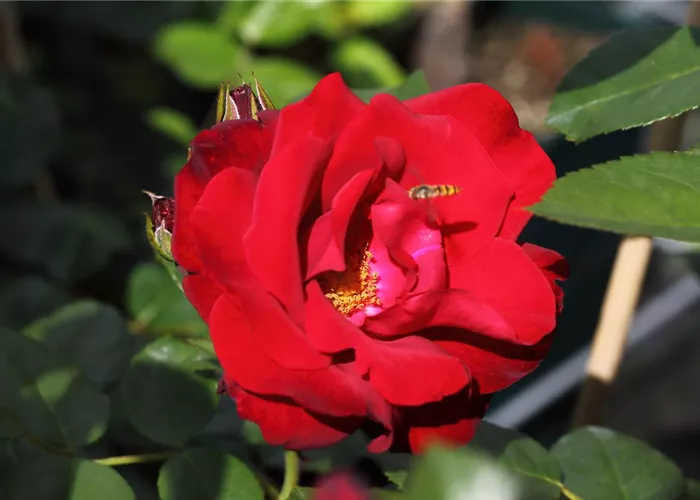 Kletterrose 'Santana'® Kletterrose 'Santana'®