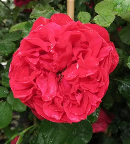 Kletterrose 'Florentina'® Kletterrose 'Florentina'®