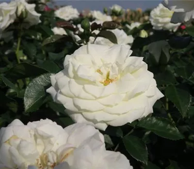 Beetrose 'Alabaster'® Beetrose 'Alabaster'®