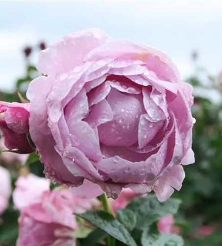 Schnittrose 'Nautica'® Schnittrose 'Nautica'®