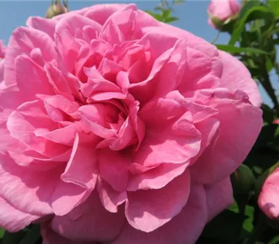 Englische Strauchrose 'Gertrude Jekyll'® Englische Strauchrose 'Gertrude Jekyll'®