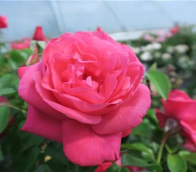 Edelrose 'Cherry Lady'® Edelrose 'Cherry Lady'®