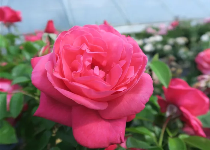 Edelrose 'Cherry Lady'® Edelrose 'Cherry Lady'®