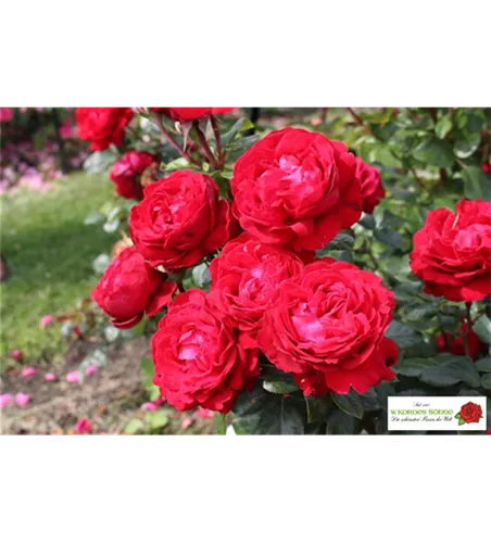 Edelrose 'Tiamo'®(s) Edelrose 'Tiamo'®(s)