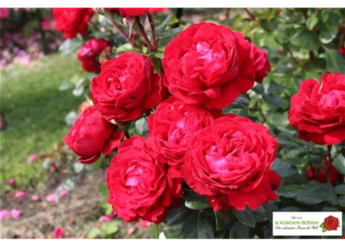 Edelrose 'Tiamo'®(s) Edelrose 'Tiamo'®(s)