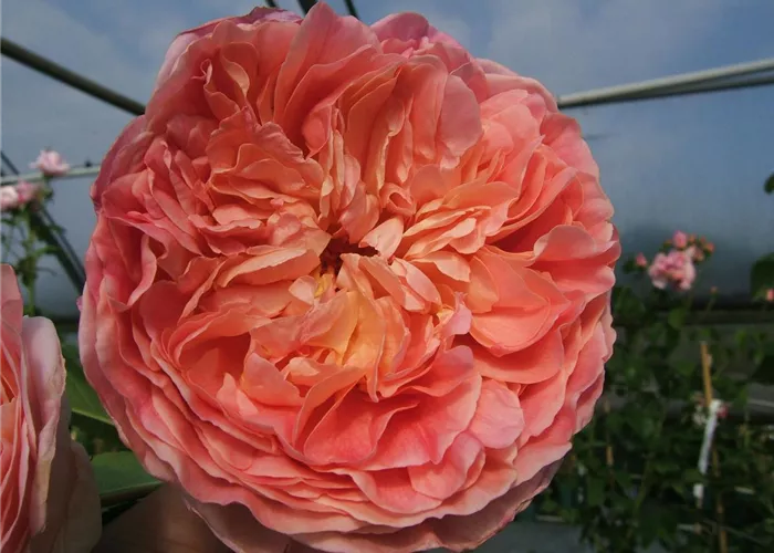 Kletterrose 'Papi Delbard'® Kletterrose 'Papi Delbard'®