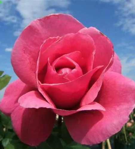 Edelrose 'Elbflorenz'® Edelrose 'Elbflorenz'®