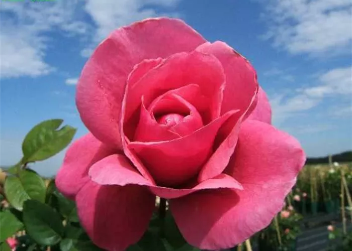 Edelrose 'Elbflorenz'® Edelrose 'Elbflorenz'®