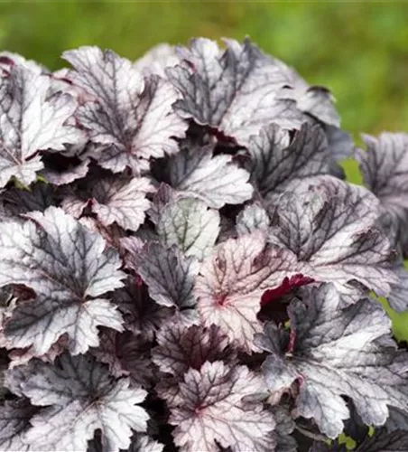 Purpurglöckchen 'Cinnabar Silver'