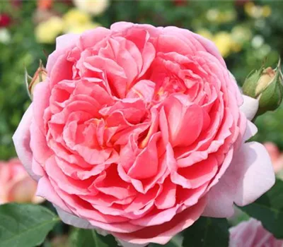 Strauchrose 'Boscobel'® Strauchrose 'Boscobel'®