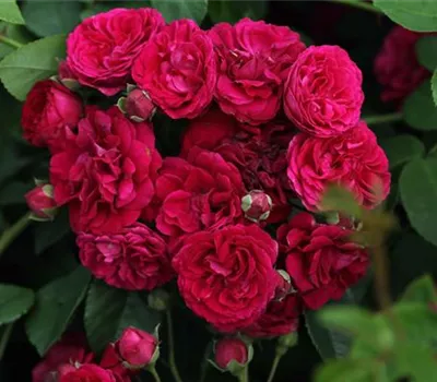 Kletterrose 'Chevy Chase' Kletterrose 'Chevy Chase'