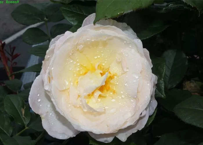 Kletterrose 'Uetersener Klosterrose'® Kletterrose 'Uetersener Klosterrose'®