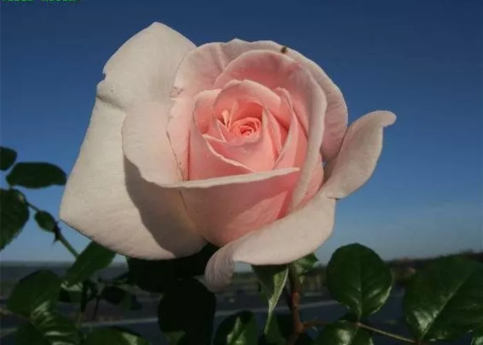 Edelrose 'Schloss Ippenburg'® Edelrose 'Schloss Ippenburg'®