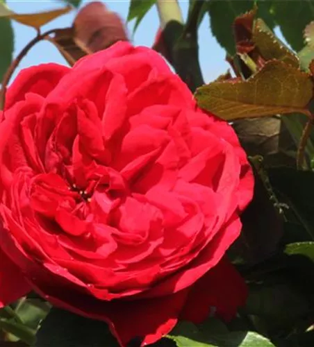 Strauchrose 'Elbjuwel'®