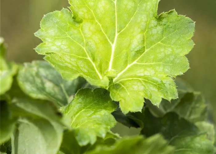 Garten-Purpurglöckchen 'Dale´s Strain' Garten-Purpurglöckchen 'Dale´s Strain'