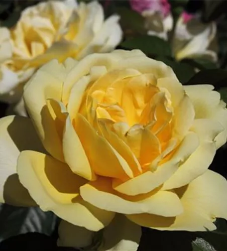 Edelrose 'Winter Sun'® Edelrose 'Winter Sun'®