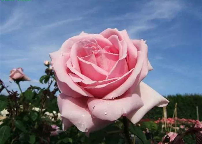 Edelrose 'Frederic Mistral'® Edelrose 'Frederic Mistral'®