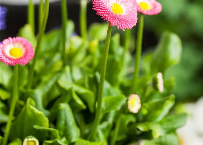 Gänseblümchen Gänseblümchen