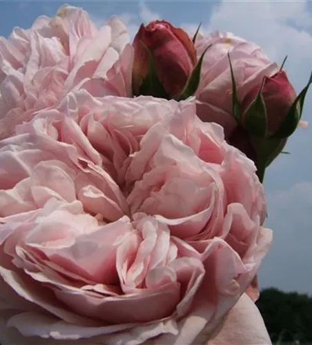 Kletterrose 'Giardina'® Kletterrose 'Giardina'®