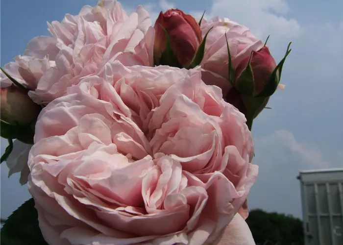 Kletterrose 'Giardina'® Kletterrose 'Giardina'®