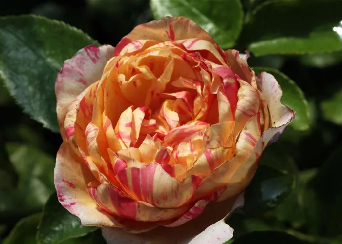 Kletterrose 'Julie Andrieu'®