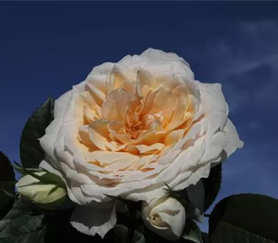 Beetrose 'Lions-Rose'® Beetrose 'Lions-Rose'®