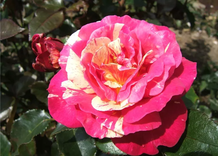 Edelrose 'Brocéliande'® Edelrose 'Brocéliande'®