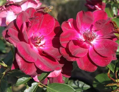 Beetrose 'Burgundy Iceberg'®