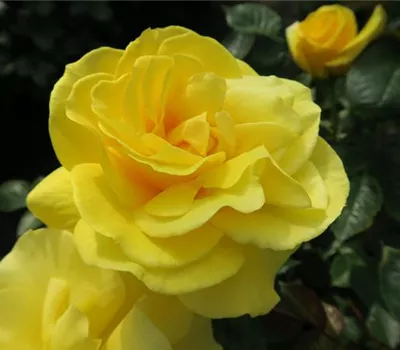 Beetrose 'Friesia'® Beetrose 'Friesia'®