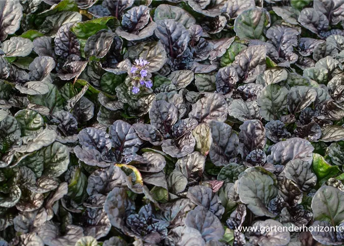 Garten-Günsel 'Black Scallop'® Garten-Günsel 'Black Scallop'®