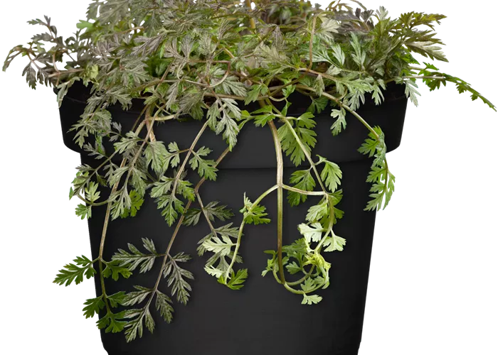 Wiesen-Kerbel 'Ravenswing'