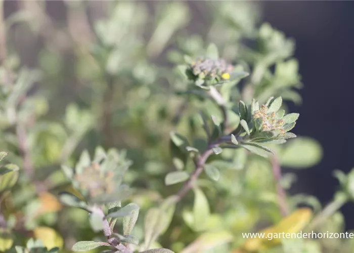 Garten-Berg-Steinkraut 'Berggold' Garten-Berg-Steinkraut 'Berggold'