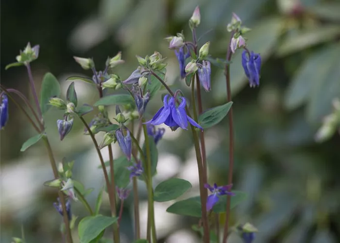 Kurzspornige Akelei Kurzspornige Akelei