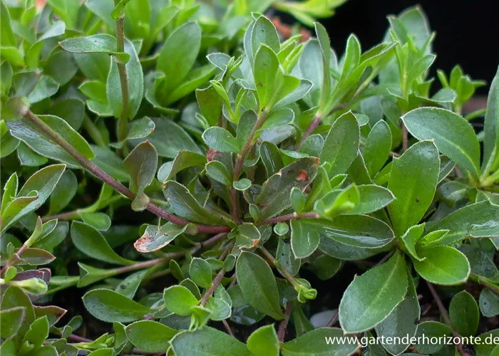 Karpaten-Schaumkresse 'Neuschnee'